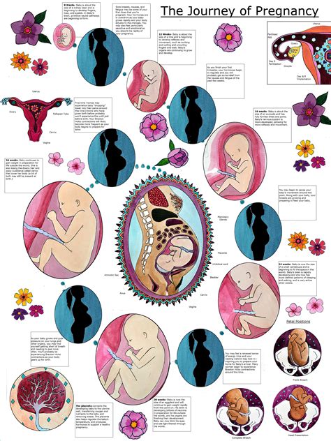 pregnancy and birth
